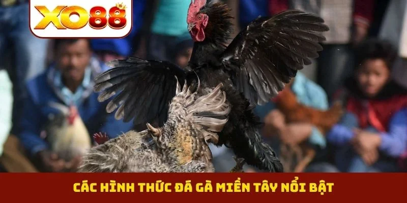 Đá Gà Miền Tây - Đỉnh Cao Phong Độ Của Những Thần Kê 2 Các hình thức đá gà miền Tây nổi bật
