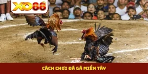 Đá gà miền Tây
