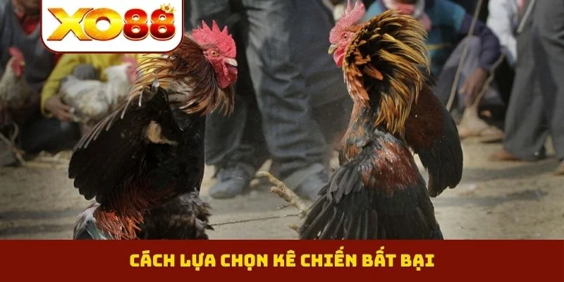 Đá Gà Miền Tây - Đỉnh Cao Phong Độ Của Những Thần Kê 3 Cách lựa chọn kê chiến bất bại