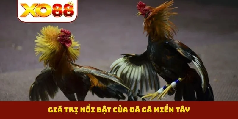 Đá Gà Miền Tây - Đỉnh Cao Phong Độ Của Những Thần Kê 1 Giá trị nổi bật của đá gà miền Tây
